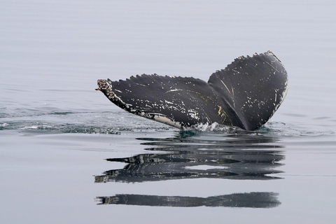 Los Cabos: Whale Watching Glass-Bottom Boat Tour Catamaran Boat Tour