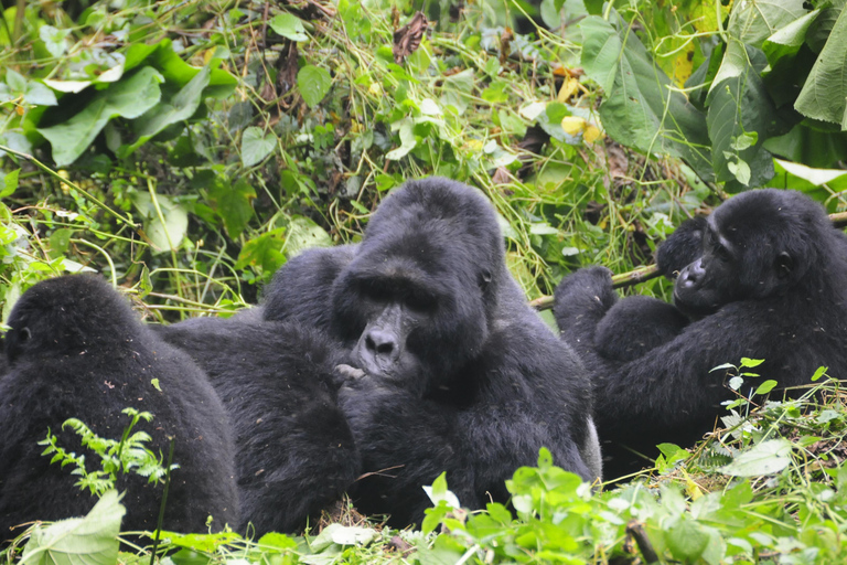 From Entebbe: 3-Day Gorilla Trekking Safari with Transfers