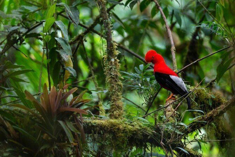Manu: Amazon Jungle Wildlife & Macaw Clay Lick Tour