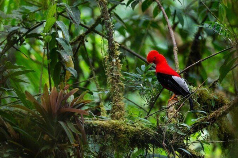 Manu: Amazon Jungle Wildlife & Macaw Clay Lick Tour