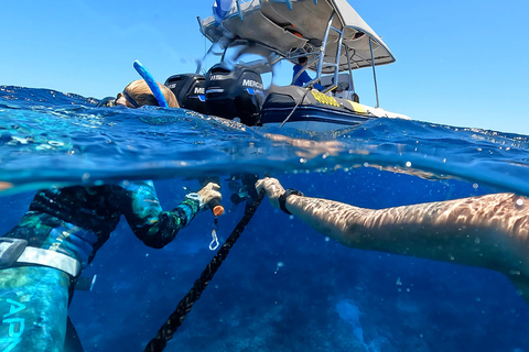 Mooloolaba: Turtle Snorkel & Swim at Mudjimba Island From Mooloolaba: Swimming with Turtles at Mudjimba Island