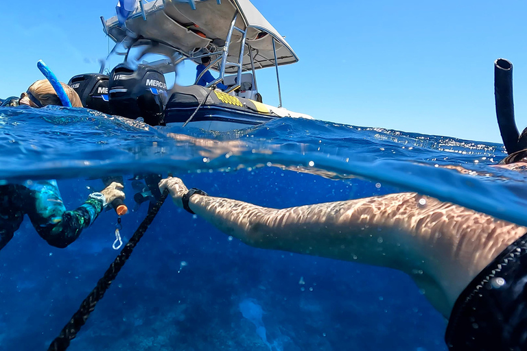 Mooloolaba: Turtle Snorkel & Swim at Mudjimba Island From Mooloolaba: Swimming with Turtles at Mudjimba Island