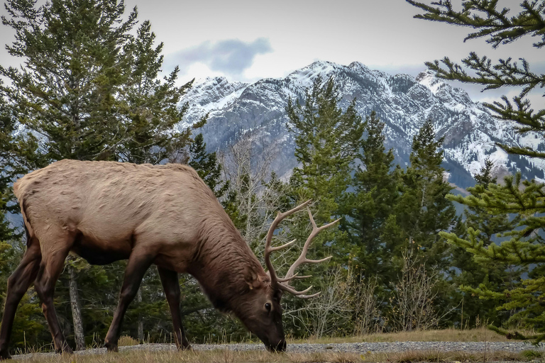 Moraine Lake, Emerald, Louise, Johnston Canyon & Banff Town Moraine Lake, Emerald, Louise, Johnston Canyon & Banff Town