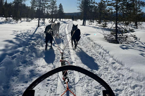 Levi: Meet Reindeer and Visit Husky Kennel