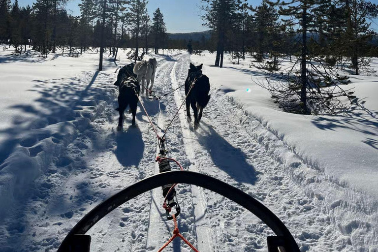 Levi: Meet Reindeer and Visit Husky Kennel