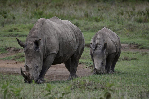 Nairobi: Lake Nakuru National Park and Lake Naivasha Tour