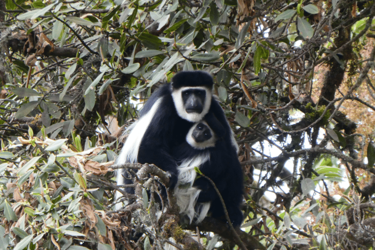 4 days Bale Mountains Wildlife & Nature Tour