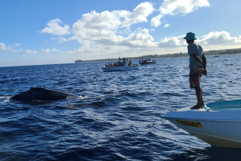 Dolphins & Whales, Private Tour Snorkeling Dolphins & Whales, Private Tour & Snorkeling