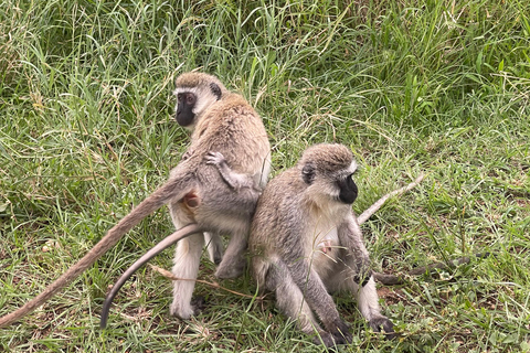 恩戈罗恩戈罗至吉力马扎罗山麓2日经济之旅恩戈罗恩戈罗至马特鲁尼和咖啡之旅（2 天经济之旅）