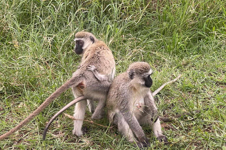 恩戈罗恩戈罗至吉力马扎罗山麓2日经济之旅恩戈罗恩戈罗至马特鲁尼和咖啡之旅（2 天经济之旅）