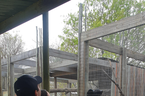 Cheetah, Giraffes Encounter, lion's park, and Wine Tasting