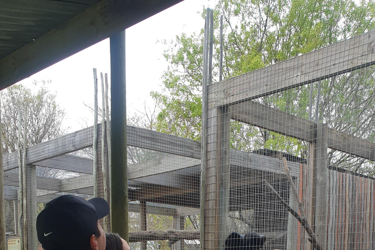 Cheetah, Giraffes Encounter, lion's park, and Wine Tasting