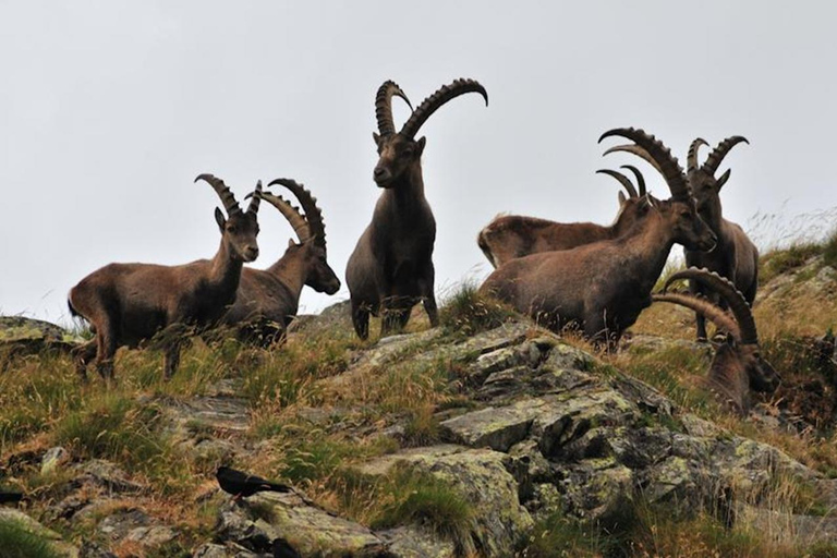VENETIË: ONTDEK WILDE DIEREN IN DE DOLOMIETEN