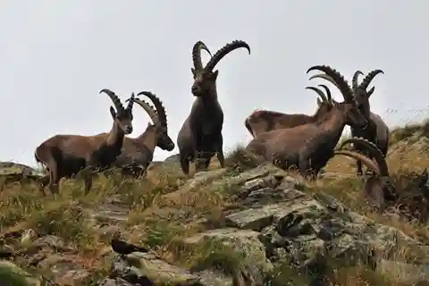 VENICE : DISCOVER WILD ANIMALS IN THE DOLOMITES
