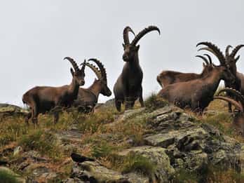 VENEDIG: ENTDECKT WILDE TIERE IN DEN DOLOMITEN