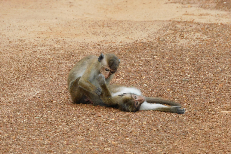 Yala Safari: High-Luxury PRIVATE Tours with Entry Tickets Half Day (6 hours) Safari PRIVATE Tours morning or afternoon