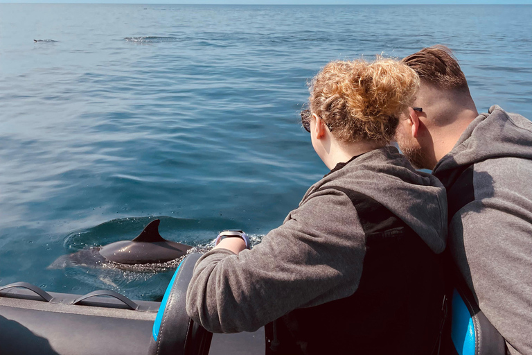 Sesimbra: Tour in barca per l&#039;osservazione dei delfini di Arrábida con biologoSesimbra: Tour in barca con biologo per l&#039;osservazione dei delfini di Arrábida