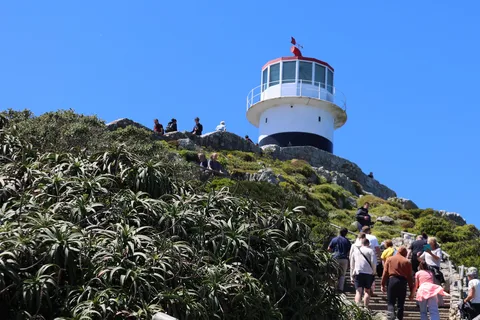Visite d'une demi-journée de la péninsule du Cap et de la plage des Pingouins au départ du Cap