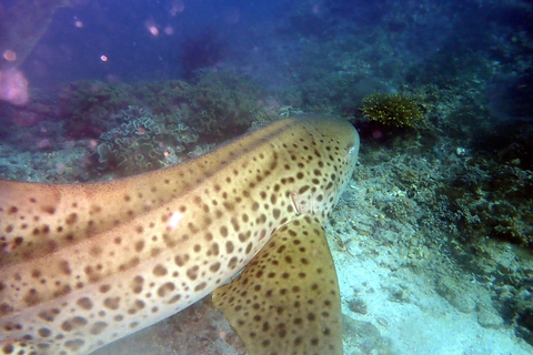 Viaje de buceo a las islas DimaniyatBuceo en las islas Dimaniyat