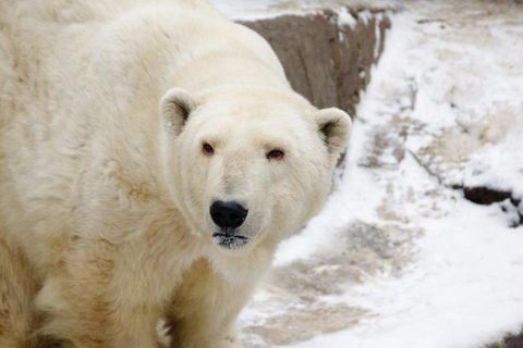 Rovaniemi: Ranua Zoo Tickets & Transportation. 4 people Rovaniemi: Ranua Zoo Tickets and Transportation. PETS