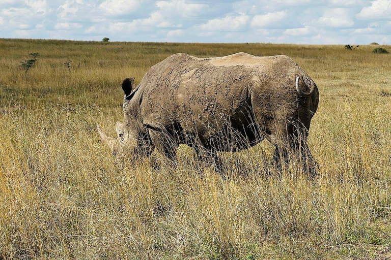 Depuis Nairobi : Parc national, centre pour bébés éléphants et girafes