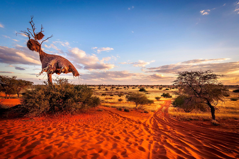 10 Days Beauty of Namibia | Guided Camping