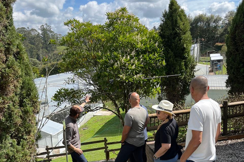 Private Medellín Cannabis Culture Tour with Lunch & Tasting