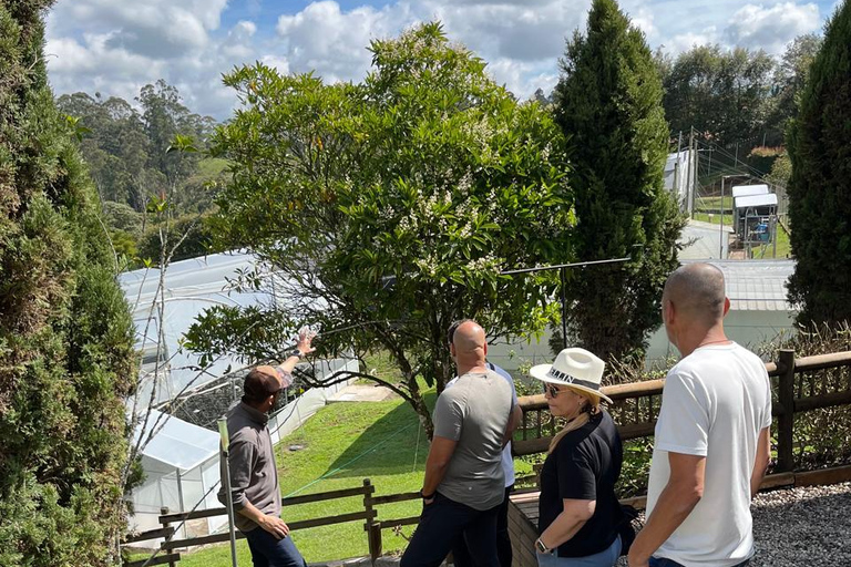 Private Medellín Cannabis Culture Tour with Lunch & Tasting