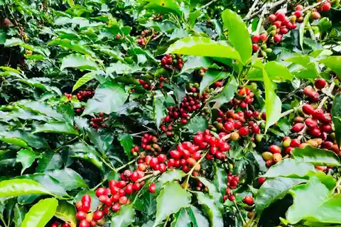 Buon Ma Thuot: Visita a la Granja de Café Bean to Brew con degustación