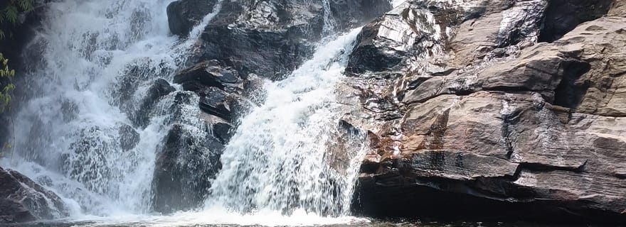 Forêt tropicale de Sinharaja : excursion avec randonnée vers 5 cascades