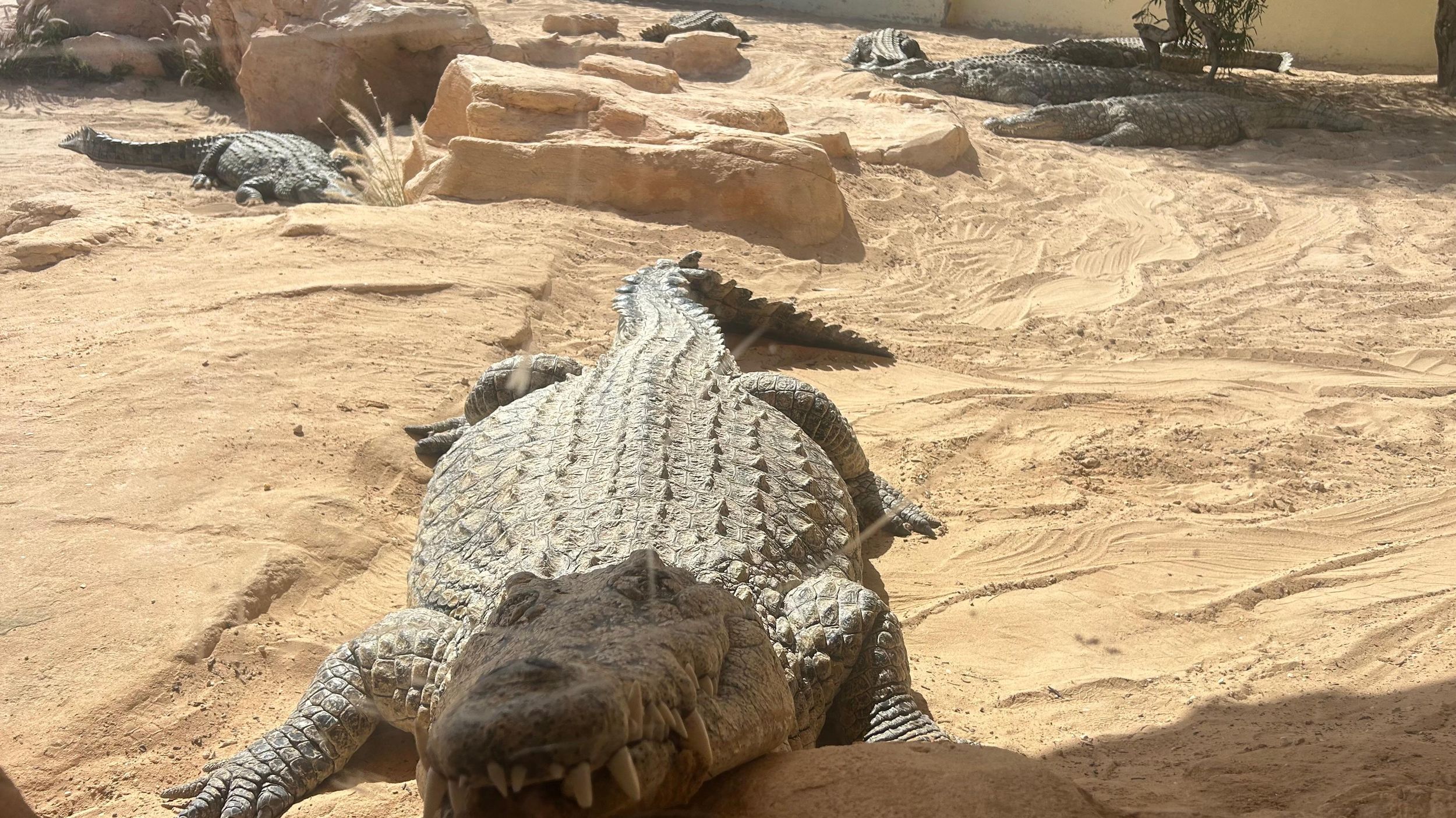 Djerba: Krokodile, Museumsführung & kostenloses Souvenir