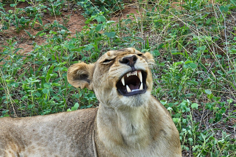 Chobe National Park Day Trip from Livingstone & Vic Falls