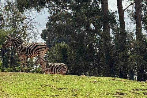 Addis Ababa Layover Tour: Unity Park, Coffee & Local Lunch