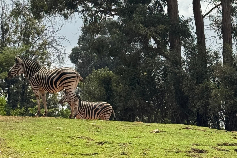 Addis Ababa Layover Tour: Unity Park, Coffee & Local Lunch