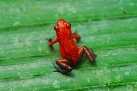 Carara National Park: Guided Walk Carara Costa Rica Nature