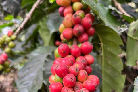 From Bogotá: Cerro Monserrate or Guadalupe and All-Inclusive Coffee Sightseeing Tour