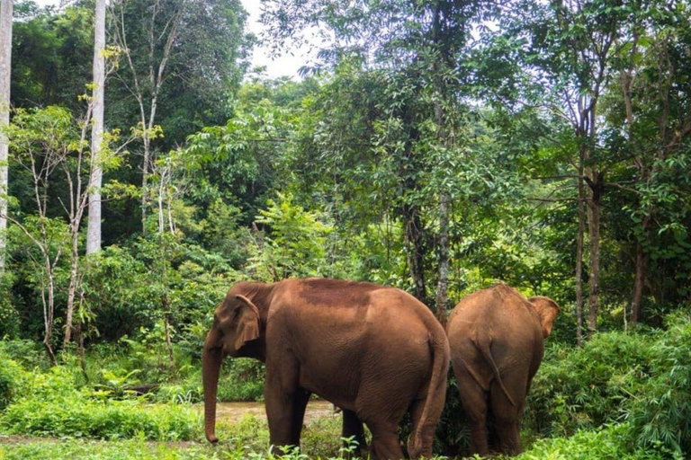 Phnom Penh: Battambang Day Trip with Bamboo Train Ride