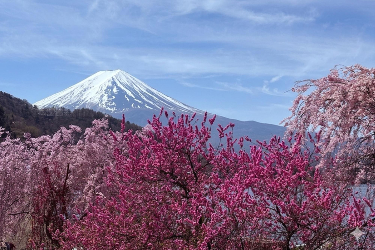 From Tokyo: Private Mt. Fuji SNS Photo Tour by Luxury Car