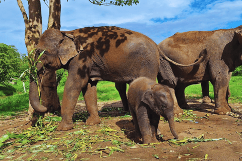 Chiang Mai: Full Day Living Green Elephant Sanctuary Chiangmai: Full Day Living Green Elephant Sanctuary