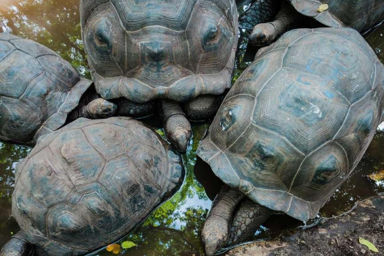 Zanzibar : île prison, sanctuaire des tortues marines + plage de MtendeVisite privée avec transfert et frais inclus