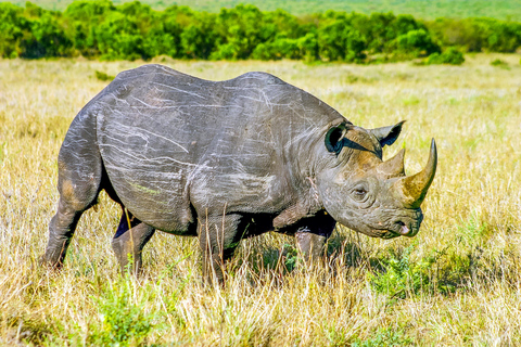 Nairobi National Park half day guided tour.