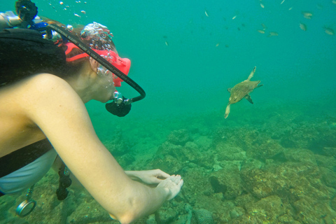 Da Abu Dhabi: Immersioni subacquee e snorkeling con barbecue, trasferimento