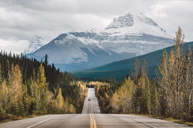 Morning Wildlife Viewing Tour - Banff/Canmore Pick-up Banff Morning Safari Drive