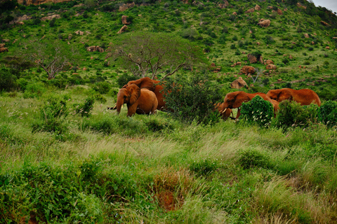 Mombasa:2-Day Tsavo East Wildlife Safari with Overnight Stay