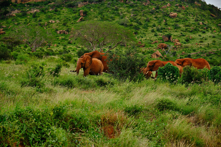 Mombasa:2-Day Tsavo East Wildlife Safari with Overnight Stay
