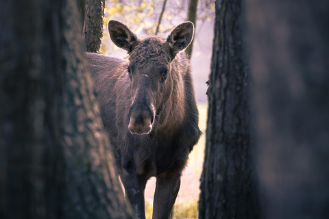 From Berlin: Wildlife Day Trip with Wolves, Lynxes & Otters