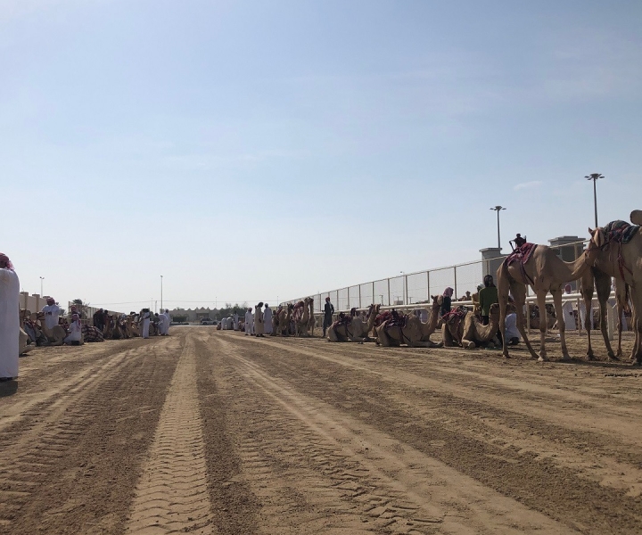 Doha: pista per la corsa dei cammelli/Mushroom Hill/scultura di Richard Serra