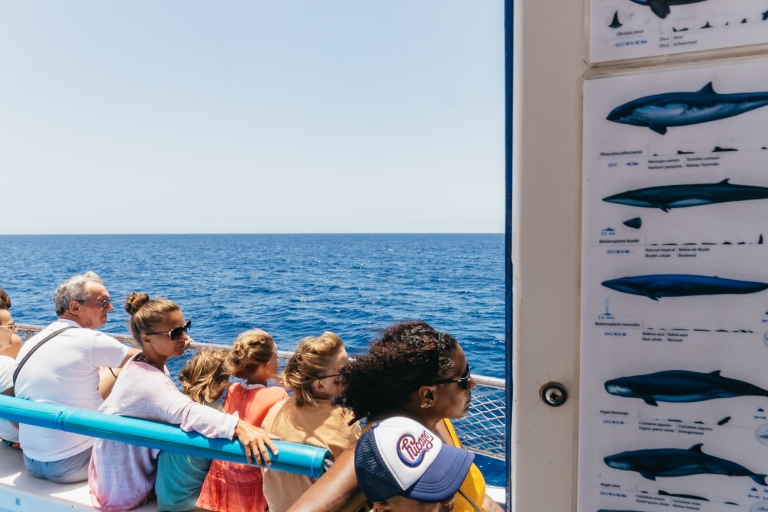 Gran Canaria: boottocht dolfijnspotten2 uur durende dolfijnen spotten cruise zonder transfer
