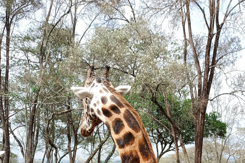 Nairobi: Nationalpark, elefantbarnhem och giraffutflykt