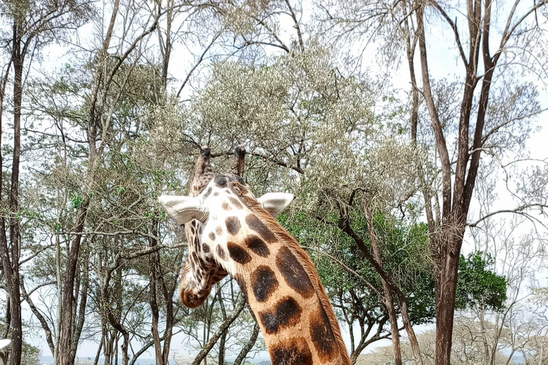 Nairobi : Parc national, orphelinat des éléphants et visite des girafes